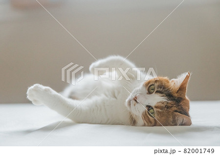 おしゃれなインテリアでくつろぐ猫 82001749