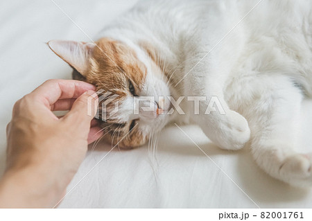 おしゃれなインテリアでくつろぐ猫 おしゃれなインテリアでくつろぐ猫 82001761