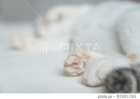 おしゃれなインテリアでくつろぐ猫 おしゃれなインテリアでくつろぐ猫 82001765