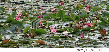 満開のスイレン池 82001906