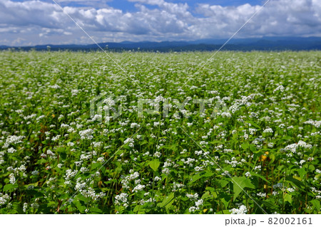 福島県喜多方市熊倉町雄国　雄国パノラマライン沿いの蕎麦畑のソバの花と青空 82002161