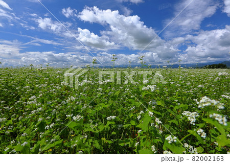 福島県喜多方市熊倉町雄国 雄国パノラマライン沿いの蕎麦畑のソバの花と青空 福島県喜多方市熊倉町雄国 雄国パノラマライン沿いの蕎麦畑のソバの花と青空 82002163