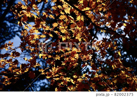 紅葉・シルエット(奥日光・戦場ヶ原/栃木県日光市) 紅葉・シルエット(奥日光・戦場ヶ原/栃木県日光市) 82002375