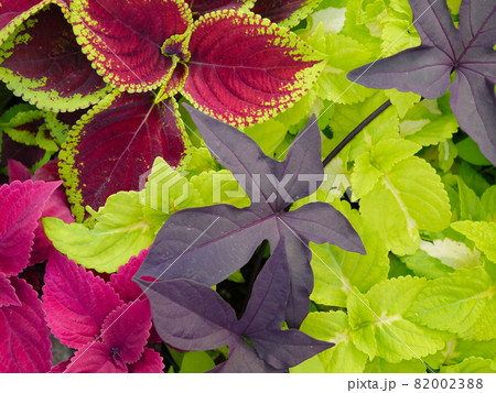 カラーリーフ2 82002388