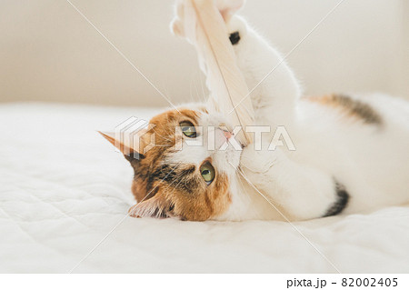 室内でおもちゃで遊ぶ猫 82002405