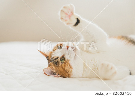 室内でおもちゃで遊ぶ猫 室内でおもちゃで遊ぶ猫 82002410