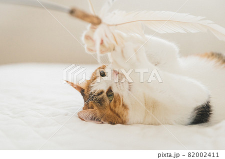 室内でおもちゃで遊ぶ猫 室内でおもちゃで遊ぶ猫 82002411