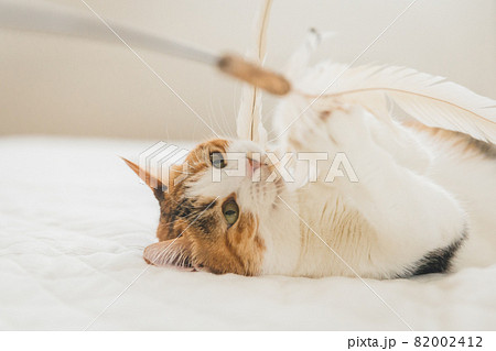 室内でおもちゃで遊ぶ猫 室内でおもちゃで遊ぶ猫 82002412