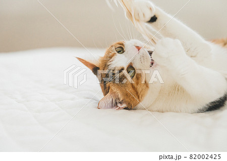 室内でおもちゃで遊ぶ猫 82002425