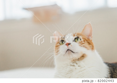 室内でおもちゃで遊ぶ猫 室内でおもちゃで遊ぶ猫 82002443