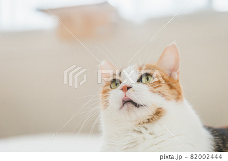 室内でおもちゃで遊ぶ猫 室内でおもちゃで遊ぶ猫 82002444