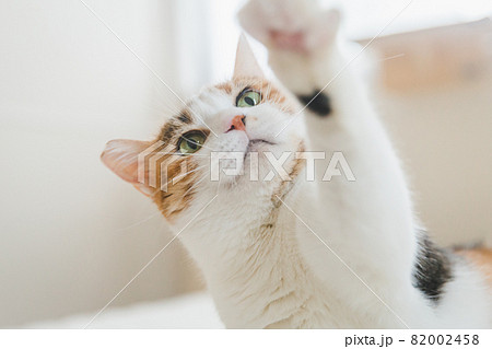 室内でおもちゃで遊ぶ猫 82002458