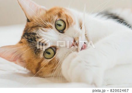 室内でおもちゃで遊ぶ猫 82002467