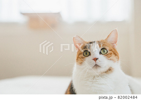 室内でおもちゃで遊ぶ猫 82002484