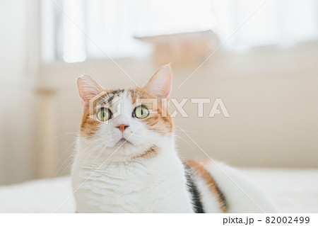 室内でおもちゃで遊ぶ猫 室内でおもちゃで遊ぶ猫 82002499