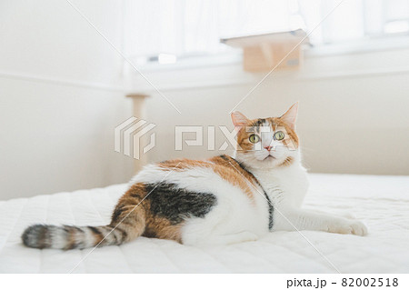 室内でおもちゃで遊ぶ猫 82002518