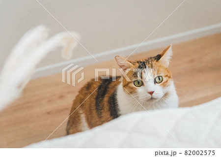 室内でおもちゃで遊ぶ猫 82002575