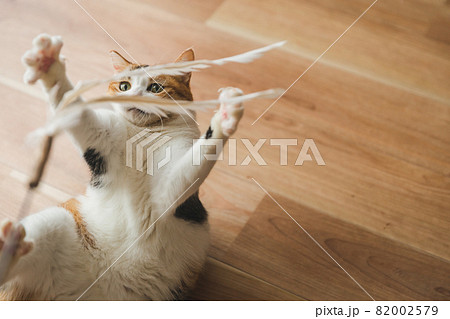 室内でおもちゃで遊ぶ猫 室内でおもちゃで遊ぶ猫 82002579