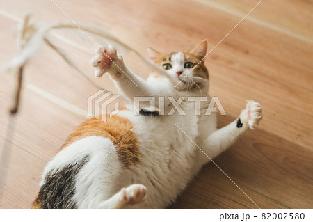 室内でおもちゃで遊ぶ猫 室内でおもちゃで遊ぶ猫 82002580