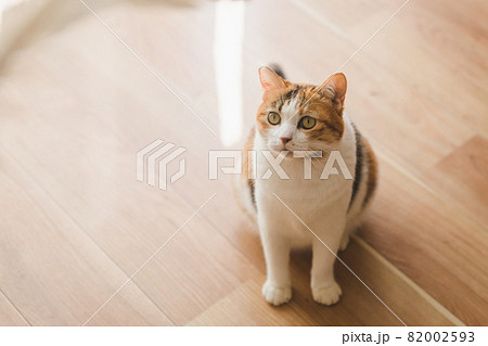 室内でおもちゃで遊ぶ猫 82002593