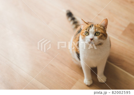 室内でおもちゃで遊ぶ猫 82002595