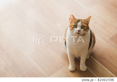 室内でおもちゃで遊ぶ猫 82002596