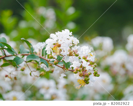 サルスベリ6　白 82002922