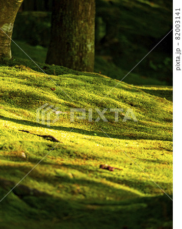 庭園の苔 82003141