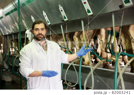 Dairymaid young man working with automatical cow milking machines 82003241
