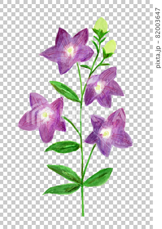 Watercolor illustration of purple bellflower Watercolor illustration of purple bellflower 82003647