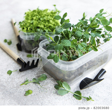 Assortment of micro greens on wooden table 82003680
