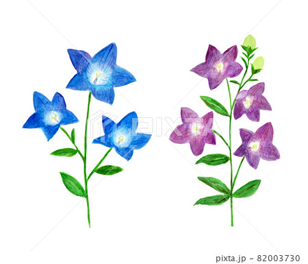 青と紫の桔梗の水彩イラストのイラスト素材