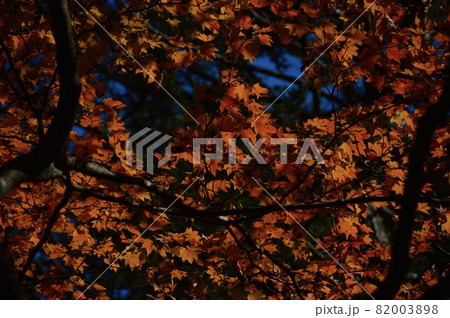 紅葉・シルエット(奥日光・戦場ヶ原/栃木県日光市) 紅葉・シルエット(奥日光・戦場ヶ原/栃木県日光市) 82003898