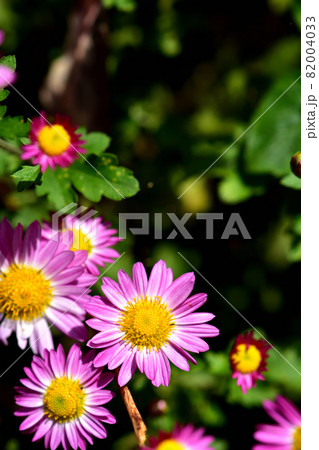 秋に咲く花の代表・菊 秋に咲く花の代表・菊 82004033
