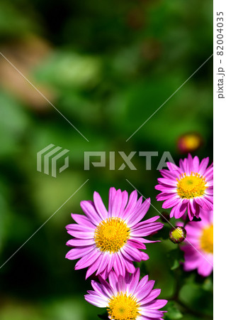 秋に咲く花の代表・菊 秋に咲く花の代表・菊 82004035