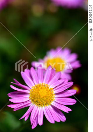 秋に咲く花の代表・菊 秋に咲く花の代表・菊 82004114