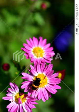 秋に咲く花の代表・菊 秋に咲く花の代表・菊 82004122
