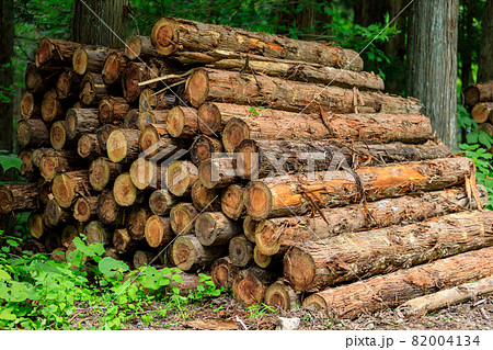 伐採された杉　木材　イメージ	 82004134