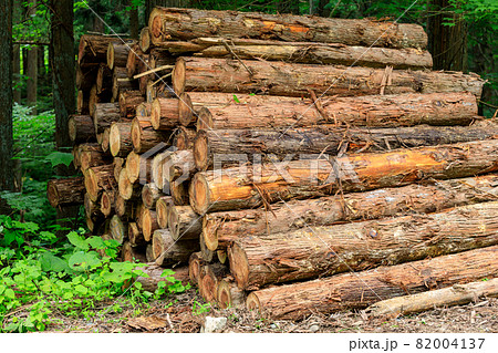 伐採された杉　木材　イメージ	 82004137