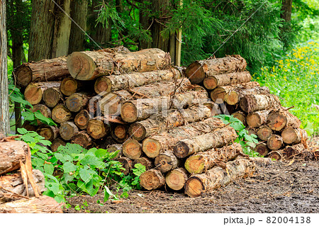 伐採された杉　木材　イメージ	 82004138