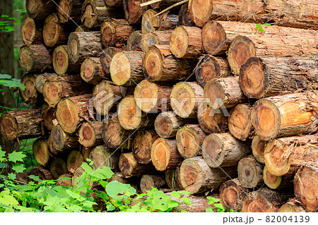 伐採された杉 木材 イメージ 伐採された杉 木材 イメージ 82004139