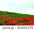 土手に咲く彼岸花 82004376