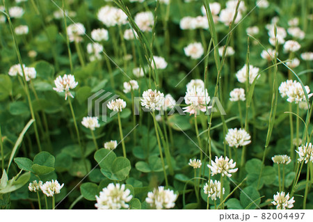 A field of white clover. Fragrant clover flowers. Summer white-green lawn. Selective focus A field of white clover. Fragrant clover flowers. Summer white-green lawn. Selective focus 82004497