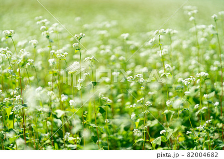 そばの花畑・そばの花 82004682