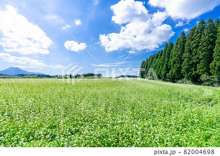 そばの花畑・そばの花 82004698
