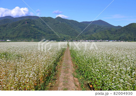 福島県耶麻郡猪苗代町金田　見渡す限りの蕎麦畑の満開のソバの花 82004930