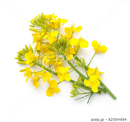 Rapeseed Flower Isolated On White Background 82004994