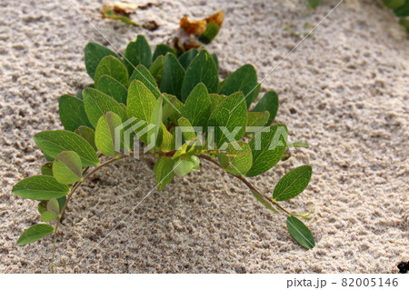 Green grass dune plant, sea grass on sandy beach Green grass dune plant, sea grass on sandy beach 82005146