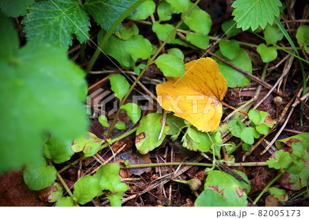 Bright yellow linden leaf on green background 82005173