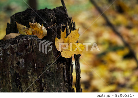 Yellow autumn leaf stuck on tree stump Yellow autumn leaf stuck on tree stump 82005217